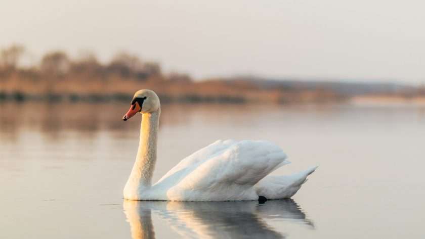 Swan spiritual meaning: Unlocking the Mystical Symbolism Behind These Graceful Creatures