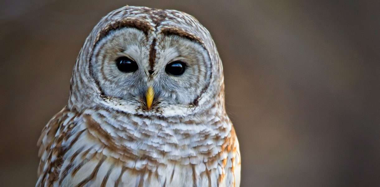 Owl Spiritual Meaning: Unlocking the Mystical Symbolism