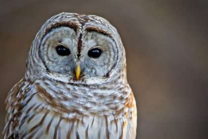 Owl Spiritual Meaning: Unlocking the Mystical Symbolism