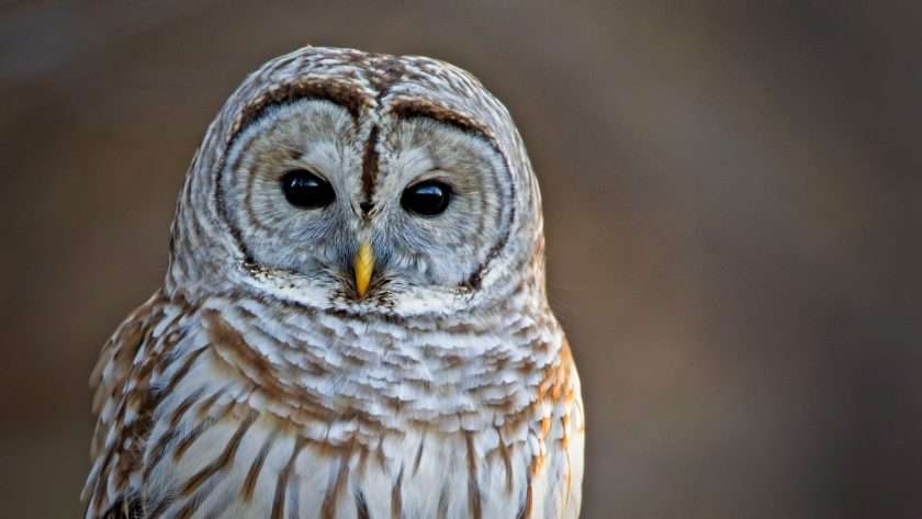 Owl Spiritual Meaning: Unlocking the Mystical Symbolism