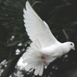 Exploring the Spiritual Significance of the Dove: Unveiling Its Timeless Symbolism