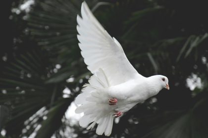 Exploring the Spiritual Significance of the Dove: Unveiling Its Timeless Symbolism