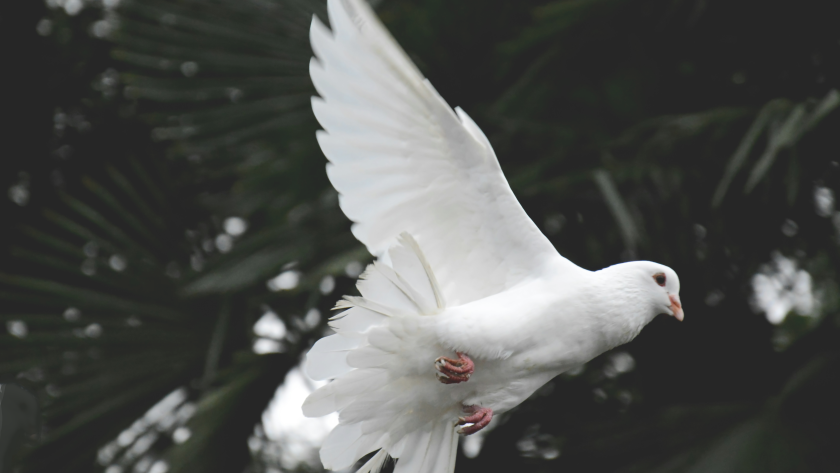 Exploring the Spiritual Significance of the Dove: Unveiling Its Timeless Symbolism