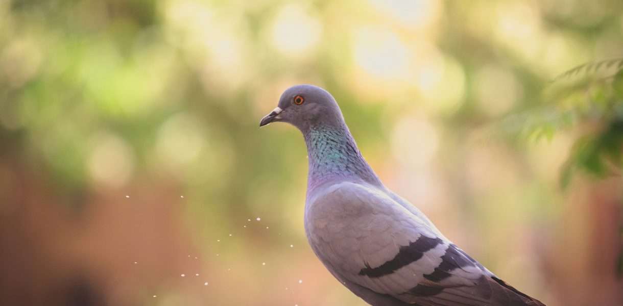 Uncovering the Spiritual Significance of Pigeons