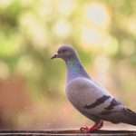 Uncovering the Spiritual Significance of Pigeons