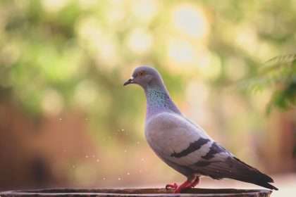 Uncovering the Spiritual Significance of Pigeons