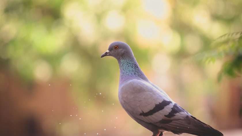 Uncovering the Spiritual Significance of Pigeons
