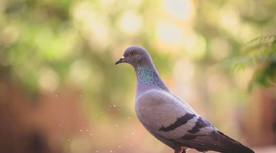 Uncovering the Spiritual Significance of Pigeons