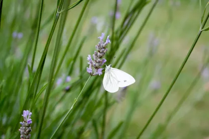 The Spiritual Meaning of White Butterflies