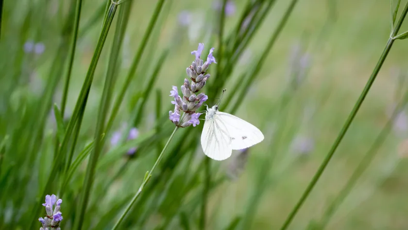 The Spiritual Meaning of White Butterflies