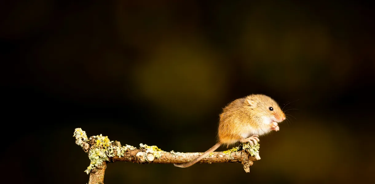 The Spiritual Meaning of the Mouse
