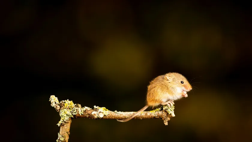 The Spiritual Meaning of the Mouse