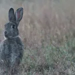 The Rabbit: A Deep Dive into Its Spiritual Meaning and Symbolism