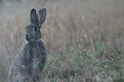 The Rabbit: A Deep Dive into Its Spiritual Meaning and Symbolism