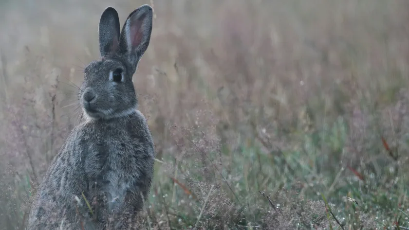 The Rabbit: A Deep Dive into Its Spiritual Meaning and Symbolism