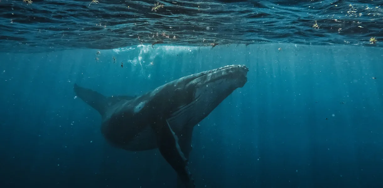 Whale Spiritual Meaning: A Deep Dive into the Symbolism of Whales