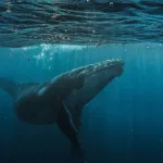 Whale Spiritual Meaning: A Deep Dive into the Symbolism of Whales