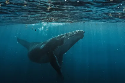 Whale Spiritual Meaning: A Deep Dive into the Symbolism of Whales