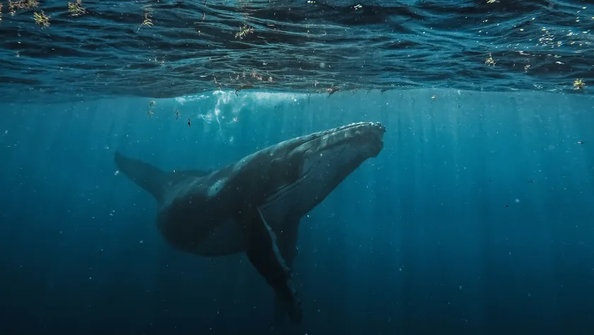 Whale Spiritual Meaning: A Deep Dive into the Symbolism of Whales