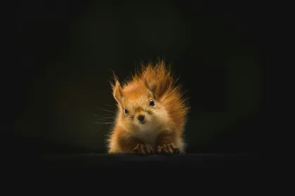 Unveiling the Squirrel's Spiritual Meaning